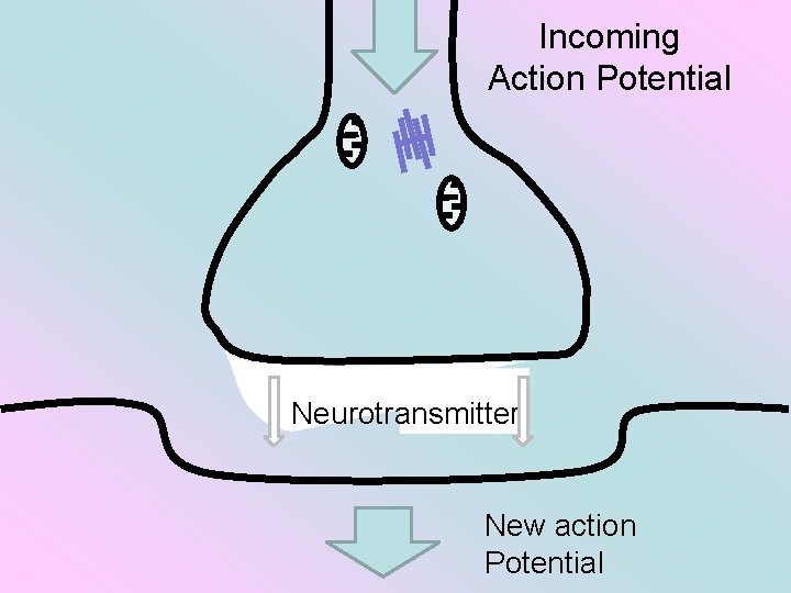 Incoming Action Potential Neurotransmitter New action Potential 