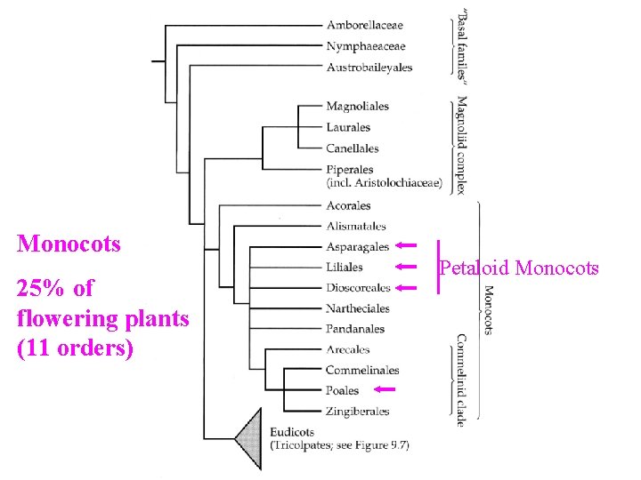 Monocots 25% of flowering plants (11 orders) Petaloid Monocots 