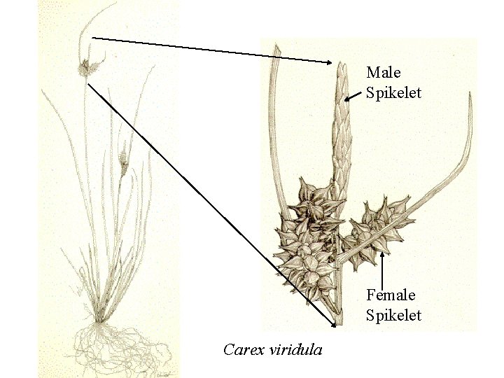 Male Spikelet Female Spikelet Carex viridula 