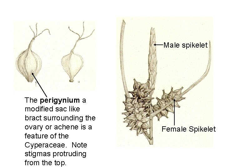 Male spikelet The perigynium a modified sac like bract surrounding the ovary or achene