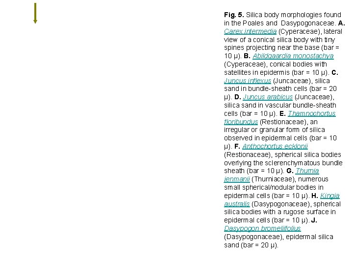 Fig. 5. Silica body morphologies found in the Poales and Dasypogonaceae. A. Carex intermedia