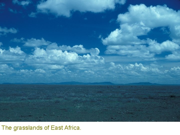 The grasslands of East Africa. 