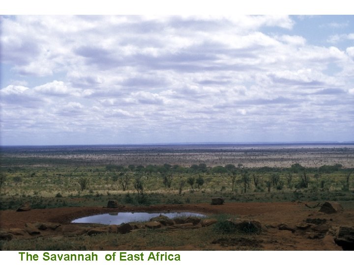 The Savannah of East Africa 