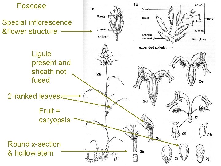 Poaceae Special inflorescence &flower structure Ligule present and sheath not fused 2 -ranked leaves