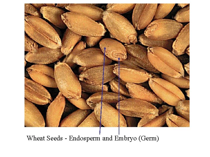 Wheat Seeds - Endosperm and Embryo (Germ) 