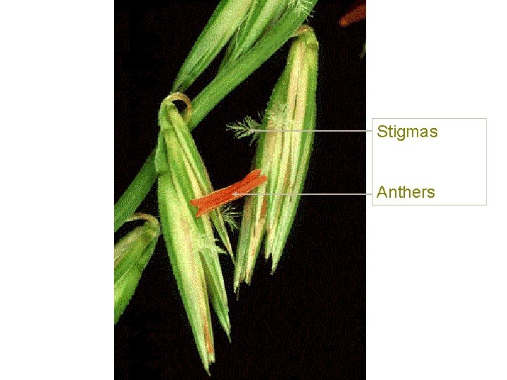 Stigmas Anthers 