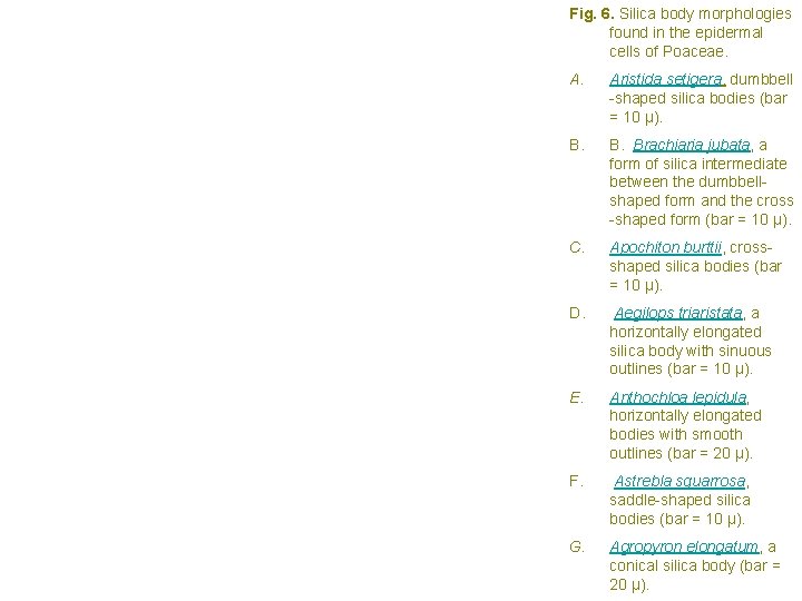 Fig. 6. Silica body morphologies found in the epidermal cells of Poaceae. Aristida setigera,