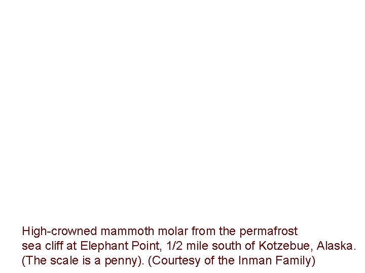 High-crowned mammoth molar from the permafrost sea cliff at Elephant Point, 1/2 mile south