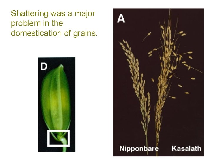 Shattering was a major problem in the domestication of grains. 
