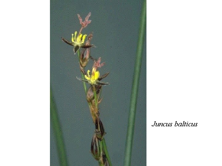 Juncus balticus 