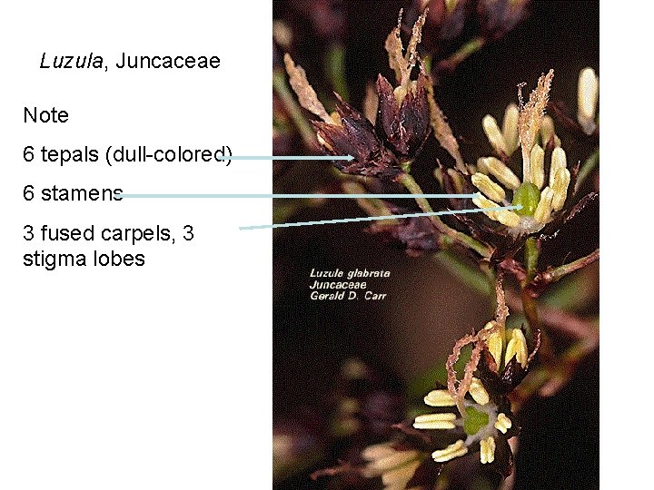 Luzula, Juncaceae Note 6 tepals (dull-colored) 6 stamens 3 fused carpels, 3 stigma lobes