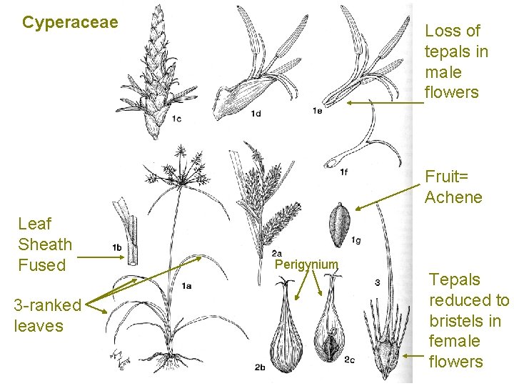 Cyperaceae Loss of tepals in male flowers Fruit= Achene Leaf Sheath Fused 3 -ranked