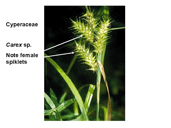 Cyperaceae Carex sp. Note female spiklets 