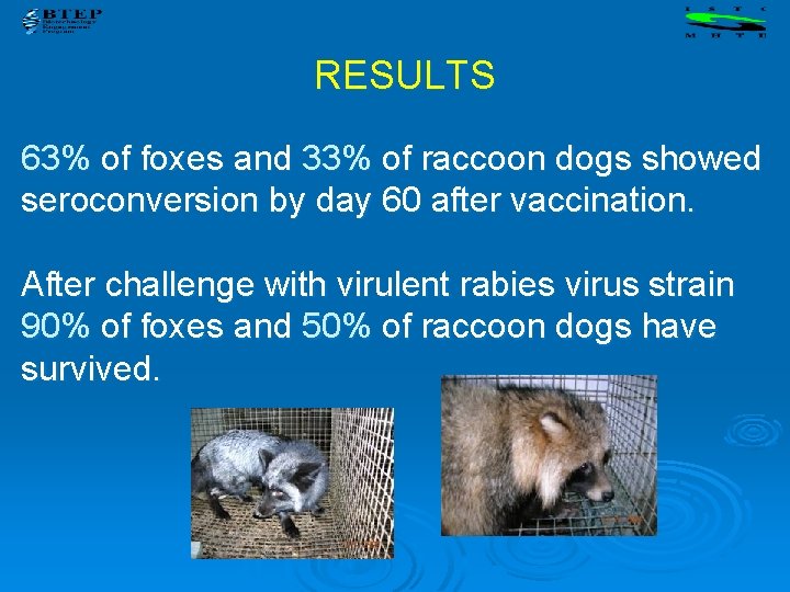 RESULTS 63% of foxes and 33% of raccoon dogs showed seroconversion by day 60