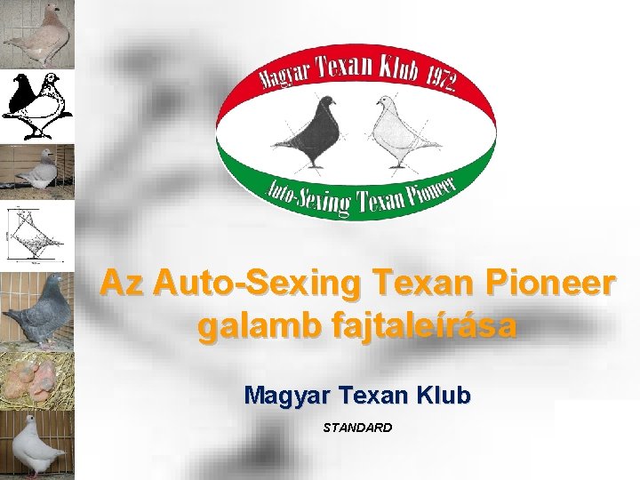 Az Auto-Sexing Texan Pioneer galamb fajtaleírása Magyar Texan Klub STANDARD 