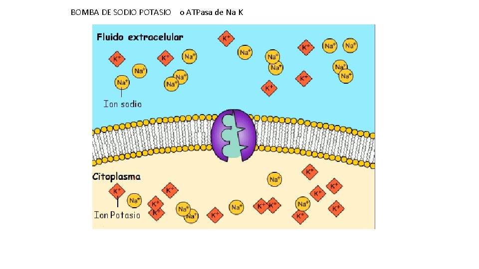 BOMBA DE SODIO POTASIO o ATPasa de Na K 