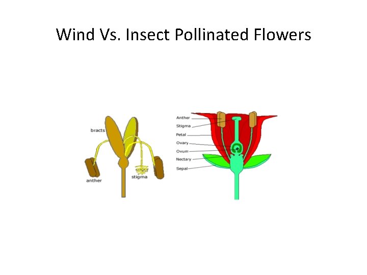 Wind Vs. Insect Pollinated Flowers 