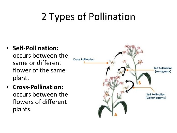 2 Types of Pollination • Self-Pollination: occurs between the same or different flower of