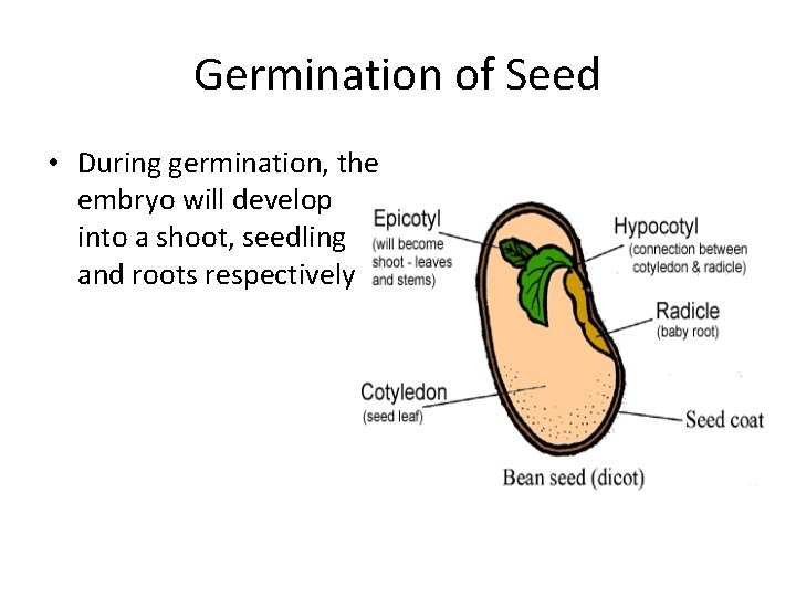 Germination of Seed • During germination, the embryo will develop into a shoot, seedling