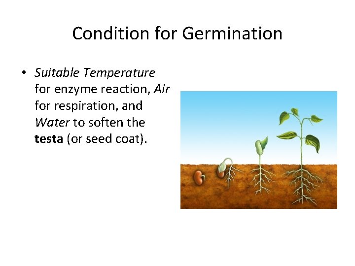 Condition for Germination • Suitable Temperature for enzyme reaction, Air for respiration, and Water