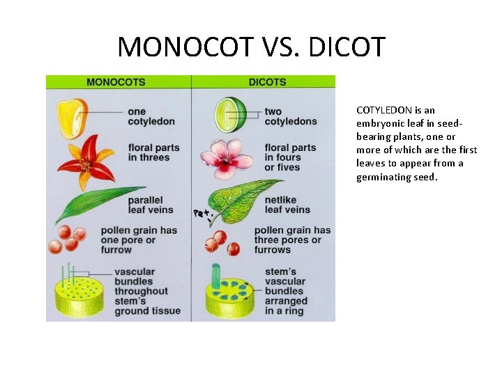 MONOCOT VS. DICOT COTYLEDON is an embryonic leaf in seedbearing plants, one or more