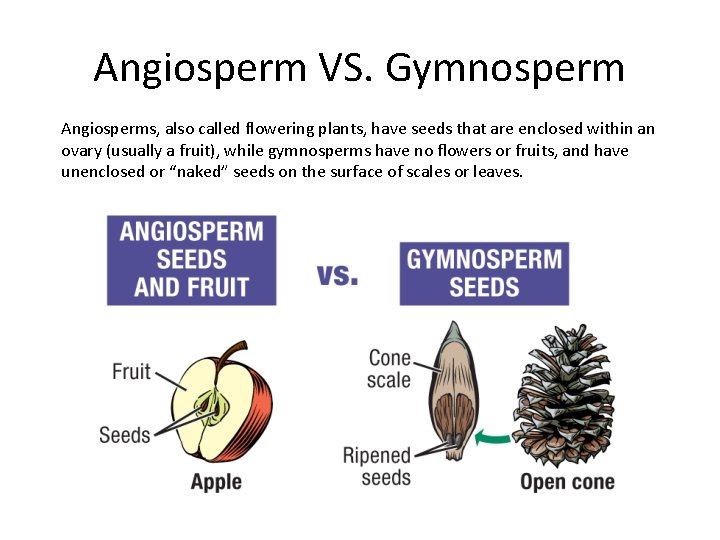 Angiosperm VS. Gymnosperm Angiosperms, also called flowering plants, have seeds that are enclosed within
