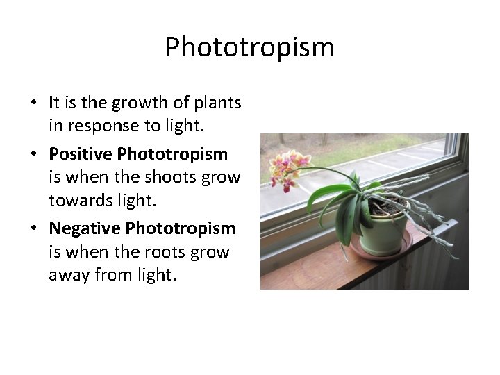 Phototropism • It is the growth of plants in response to light. • Positive