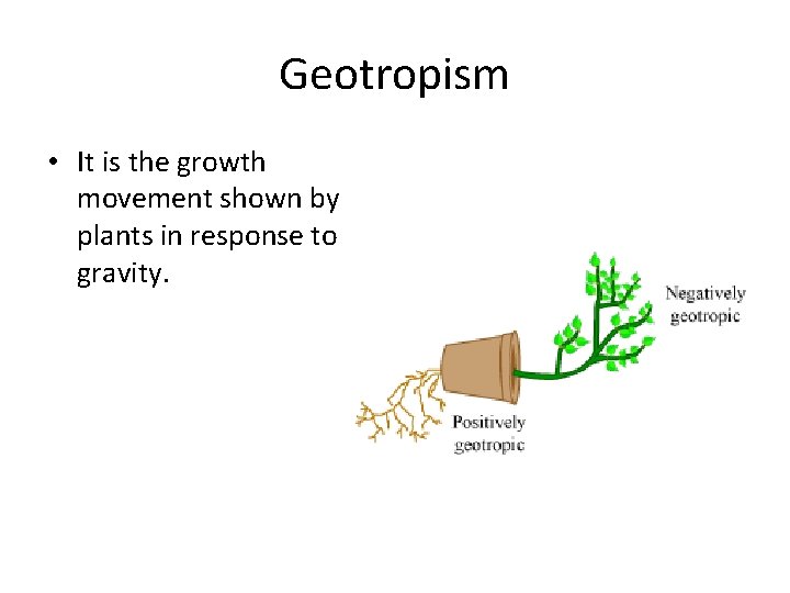 Geotropism • It is the growth movement shown by plants in response to gravity.