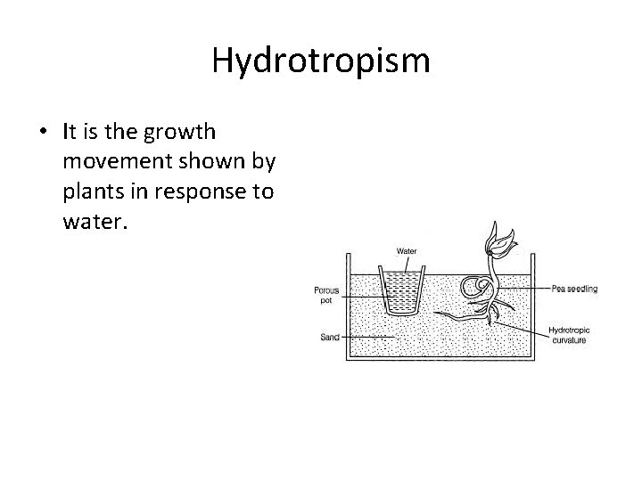 Hydrotropism • It is the growth movement shown by plants in response to water.