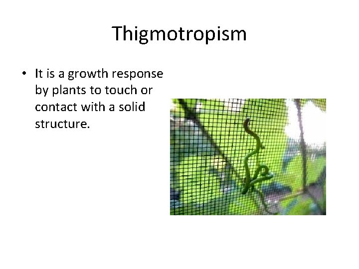 Thigmotropism • It is a growth response by plants to touch or contact with