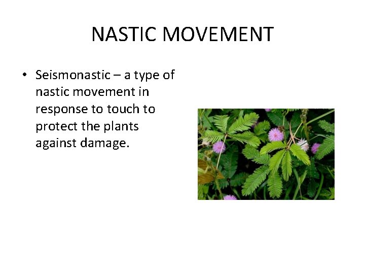 NASTIC MOVEMENT • Seismonastic – a type of nastic movement in response to touch