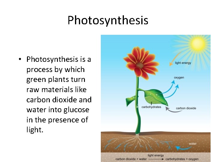 Photosynthesis • Photosynthesis is a process by which green plants turn raw materials like