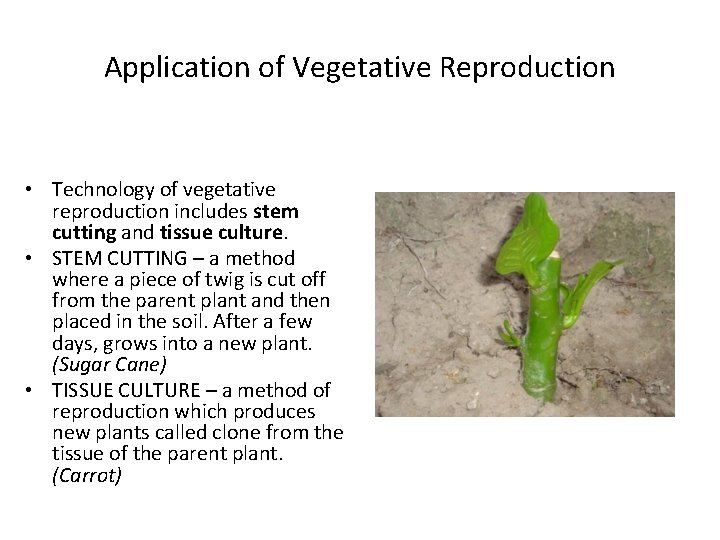 Application of Vegetative Reproduction • Technology of vegetative reproduction includes stem cutting and tissue