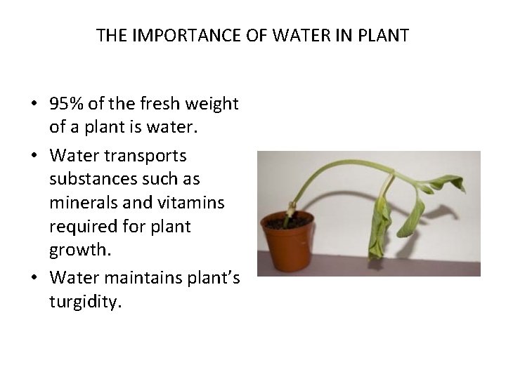 THE IMPORTANCE OF WATER IN PLANT • 95% of the fresh weight of a