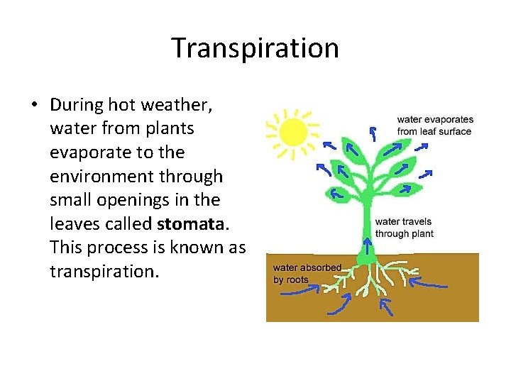 Transpiration • During hot weather, water from plants evaporate to the environment through small