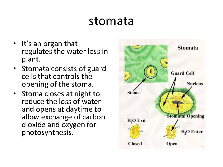 stomata • It’s an organ that regulates the water loss in plant. • Stomata