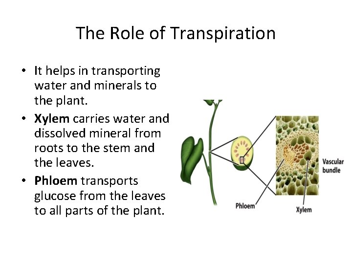The Role of Transpiration • It helps in transporting water and minerals to the