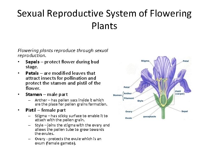 Sexual Reproductive System of Flowering Plants Flowering plants reproduce through sexual reproduction. • Sepals