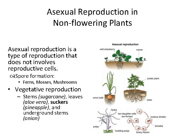 Asexual Reproduction in Non-flowering Plants Asexual reproduction is a type of reproduction that does