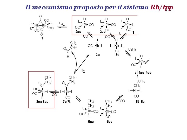 Il meccanismo proposto per il sistema Rh/tpp 