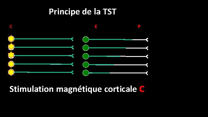 Principe de la TST C E P Stimulation magnétique corticale C 