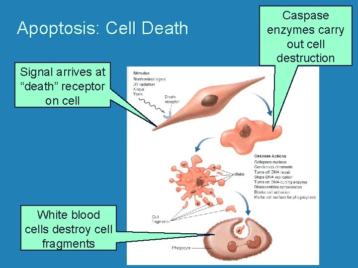 Apoptosis: Cell Death Signal arrives at “death” receptor on cell White blood cells destroy