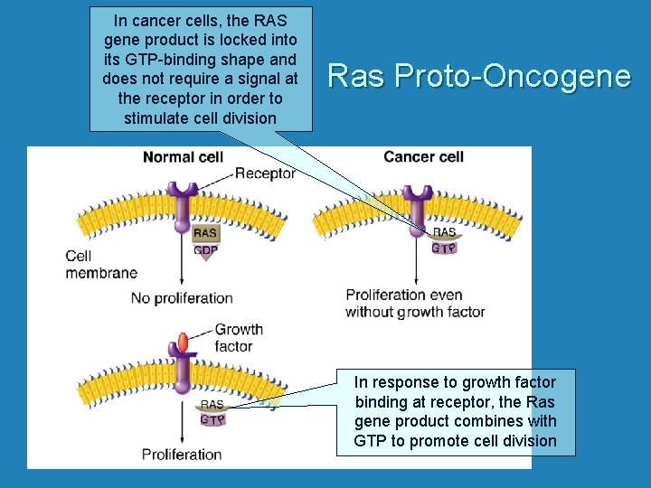 In cancer cells, the RAS gene product is locked into its GTP-binding shape and