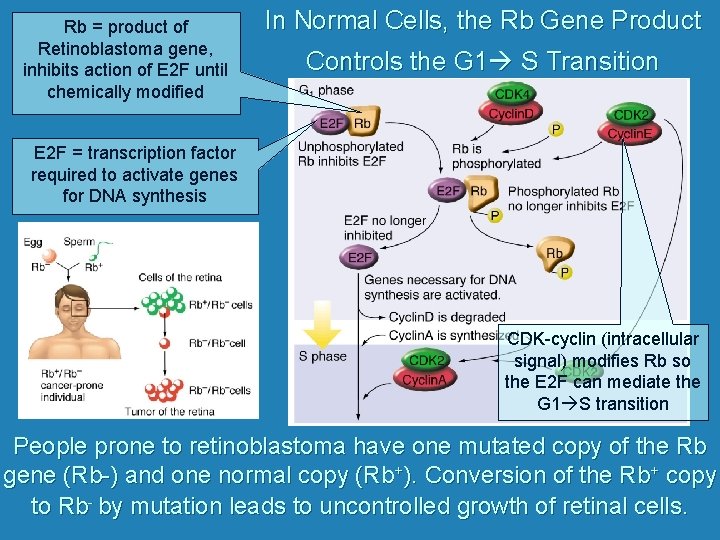 Rb = product of Retinoblastoma gene, inhibits action of E 2 F until chemically