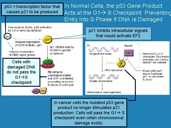 p 53 = transcription factor that causes p 21 to be produced In Normal