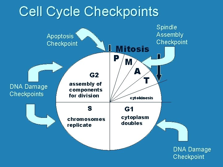 Cell Cycle Checkpoints Apoptosis Checkpoint G 2 DNA Damage Checkpoints assembly of components for