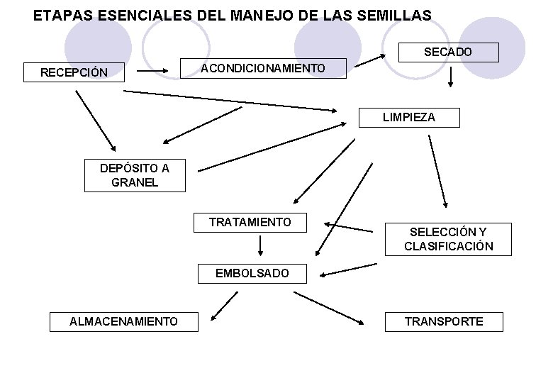 ETAPAS ESENCIALES DEL MANEJO DE LAS SEMILLAS SECADO RECEPCIÓN ACONDICIONAMIENTO LIMPIEZA DEPÓSITO A GRANEL