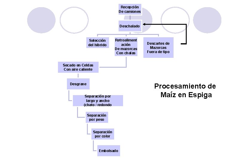 Recepción De camiones Deschalado Selección del hibrido Retroaliment ación De mazorcas Con chalas Descartes