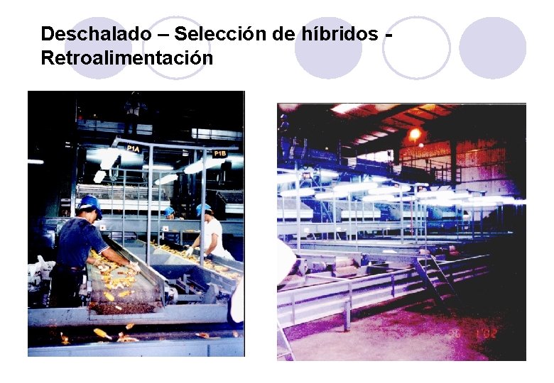 Deschalado – Selección de híbridos Retroalimentación 