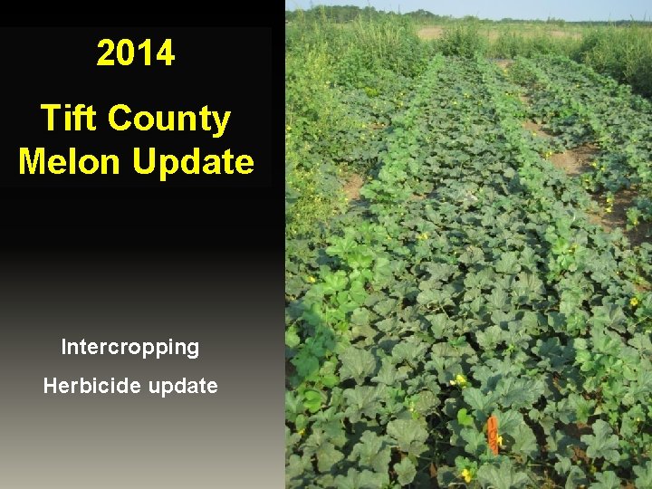 2014 Tift County Melon Update Intercropping Herbicide update 